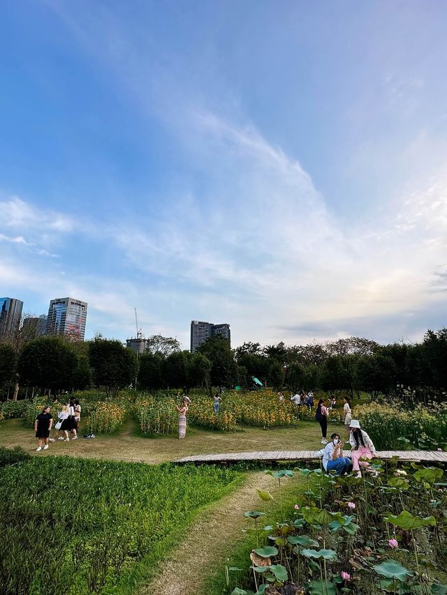 ทุ่งทานตะวันบานกลางกรุง2023 @สวนรถไฟ 🌻🤍🌿
