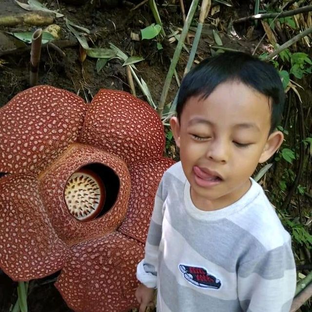 Raflesia Flower in Kepahiang, Bengkulu