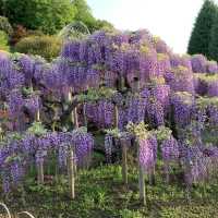 ふじの花物語　あしかがフラワーパーク大藤まつり　昼の部💕