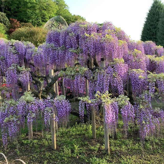 ふじの花物語　あしかがフラワーパーク大藤まつり　昼の部💕