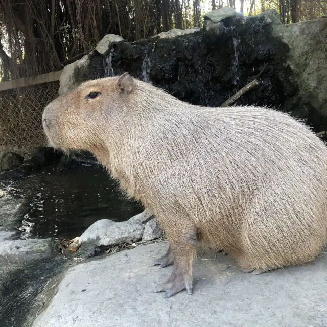 臺南頑皮世界動物園