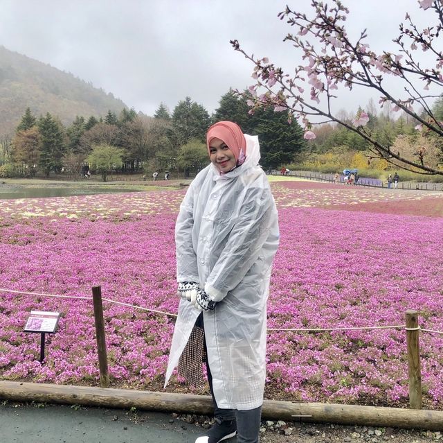  Fuji Shibazakura Festival 