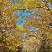 제주에서 즐기는 단풍놀이🍁