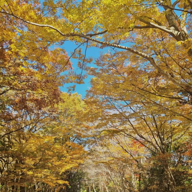 제주에서 즐기는 단풍놀이🍁