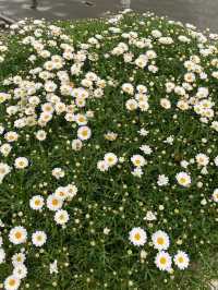 สวนดอกไม้เมืองหนาว ดาลัด (Dalat Flower Park