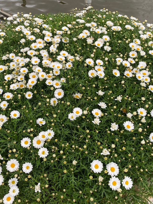 สวนดอกไม้เมืองหนาว ดาลัด (Dalat Flower Park