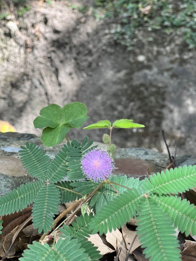 Nature Education Centre in Sai Kung