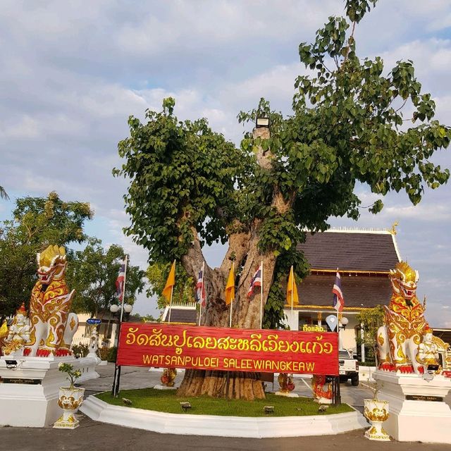 วัดสันปูเลยสะหลีเวียงแก้ว เชียงใหม่