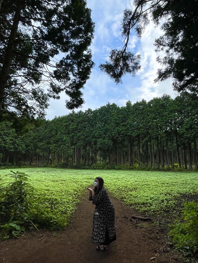 제주동쪽 피톤치드 가득 ‘비밀의숲’