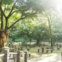清靜地休息 - 馬鞍山郊野公園