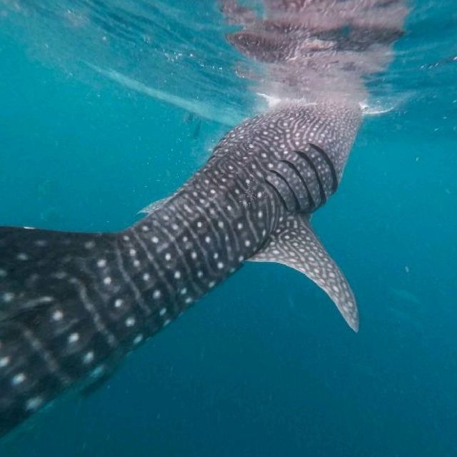 Whale Shark Watching in Oslob