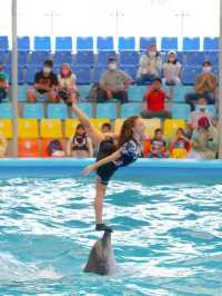  โชว์โลมาภูเก็ต 🐬
