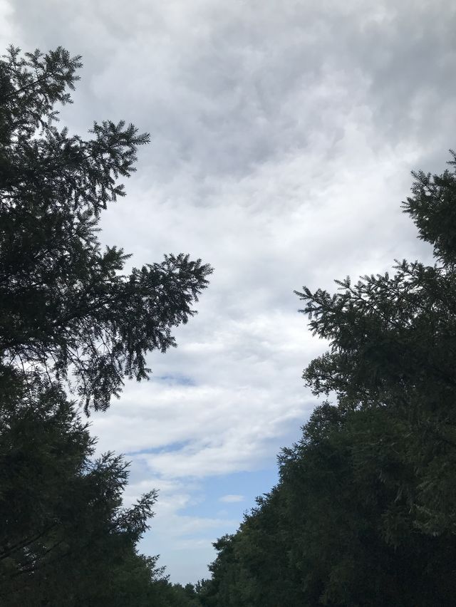 비오는 날 제주에서 비자림🌳 어때유?