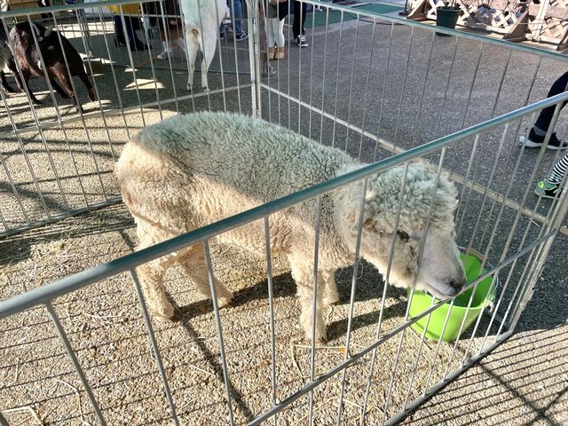 岐阜県🐏🐔💓【移動動物園　プチZOO】