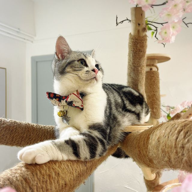 🐱 萌爆喵星人伴你渡過週末