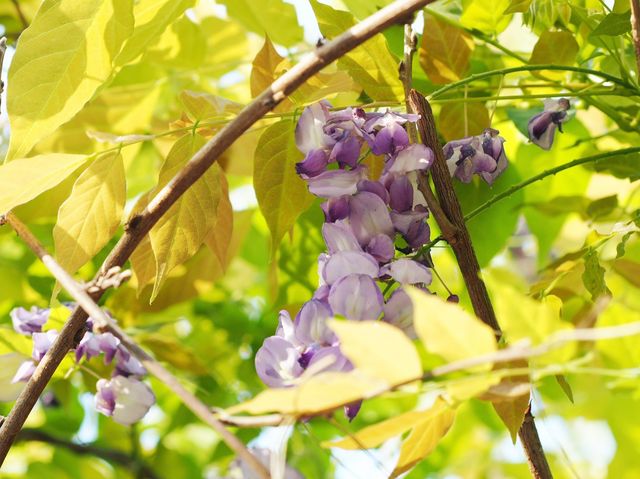 香港動植物公園