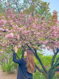 [서울] 서울 겹벚꽃은 어디에⁉️ 보라매공원🌸