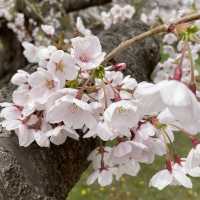 北海道　五稜郭タワーと桜
