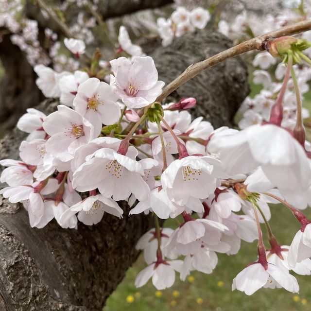 北海道　五稜郭タワーと桜