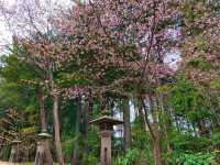 札幌　SAKURA 桜めぐり❗️北海道神宮の桜＆梅に感動❗️
