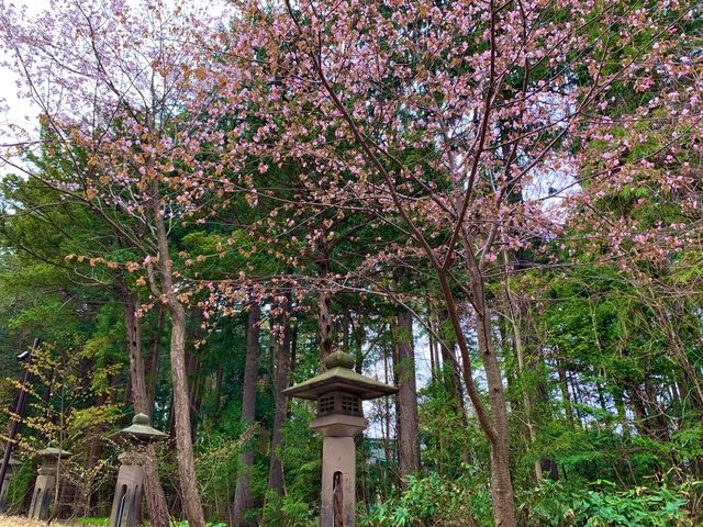 札幌　SAKURA 桜めぐり❗️北海道神宮の桜＆梅に感動❗️