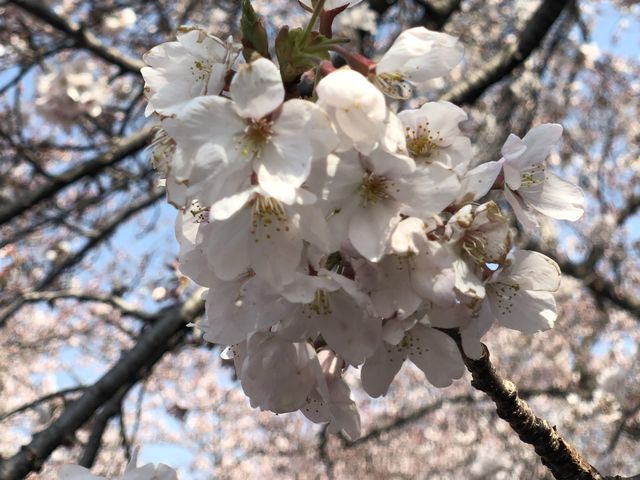 Jinhae beautiful cherry blossom 