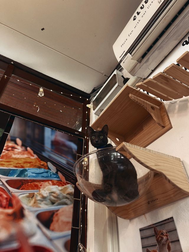 Sit back & Unwind with cats