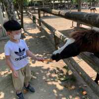 與動物近距離接觸的動物園