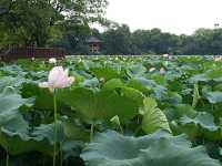 Deokjin Park Day View 