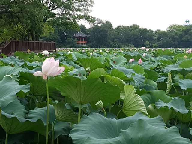 Deokjin Park Day View 
