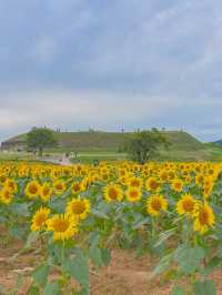 지금 가보기 좋은 연천 호로고루 해바라기 명소🌻
