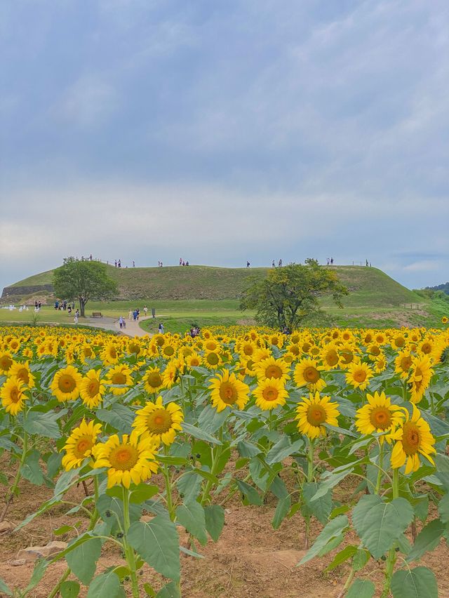 지금 가보기 좋은 연천 호로고루 해바라기 명소🌻