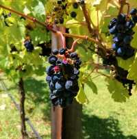 Try some wines at Jacob's Creek