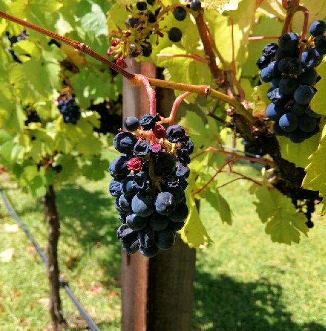 Try some wines at Jacob's Creek