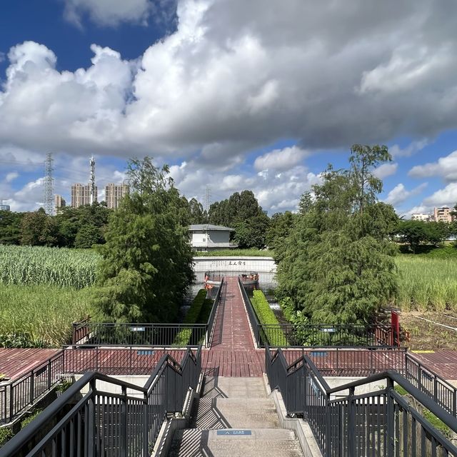 打卡深圳觀瀾濕地公園