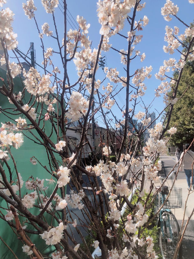 This year's cherry blossoms can be enjoyed to the fullest~