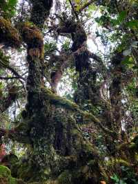 Malaysia's "The Wizard of Oz" - Kinabalu Moss Forest