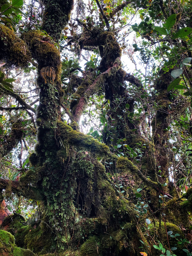 Malaysia's "The Wizard of Oz" - Kinabalu Moss Forest