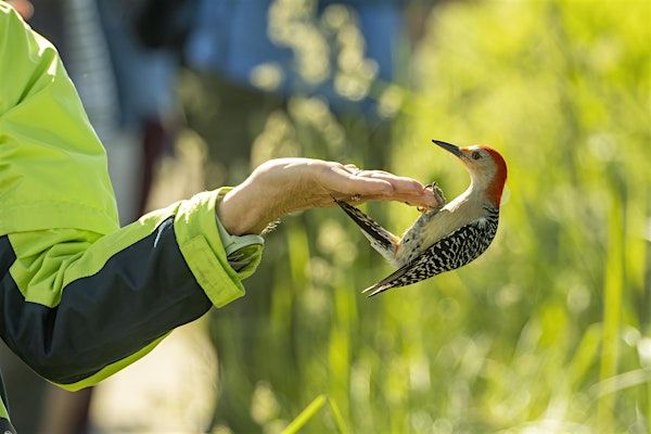 Warblers & Spring Flowers at Kensington Nature Center | Kensington Metropark Nature Center