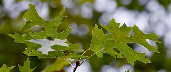 Summer Tree ID | The North Carolina Arboretum