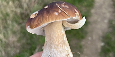 Introduction to Foraging Course, Sheffield | Fox Hagg Nature Reserve