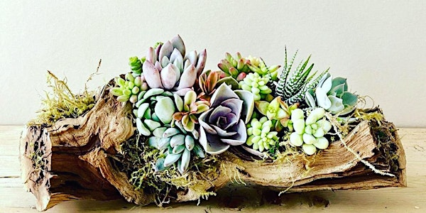Succulent Driftwood Centerpiece | The Ghent • Self-Pour Gastropub • Roof Top Bar & Event Venue