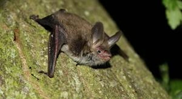 Family Bat Night at Carlton Marshes (ECC2511) | Carlton Marshes Nature Reserve & Visitor Centre