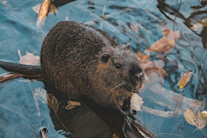 Conservation game playtest with Mazaza Games | University of York