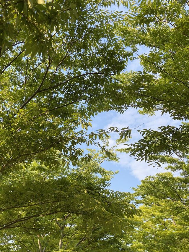 부산 영도 아미르 공원 수국