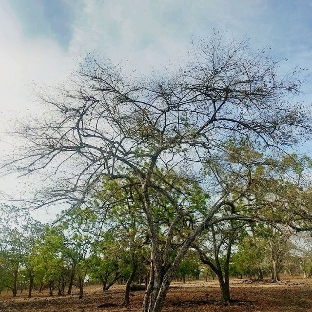 5/5 Baluran 