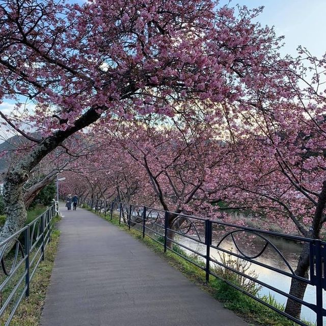 河津櫻～ 2020