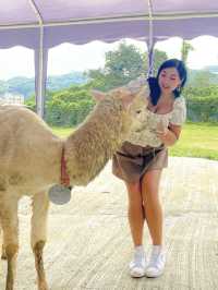 親親羊駝🦙
