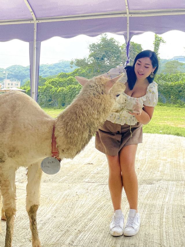 親親羊駝🦙