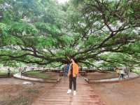 ต้นจามจุรีย์ยักษ์ กาญจนบุรี
